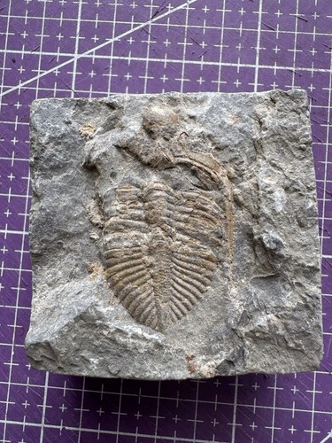 Fossile authentique trilobite - authentique,