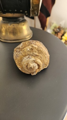 Fossile coquillage poids 535 - coquillage,