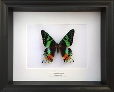 Véritable Papillon Urania