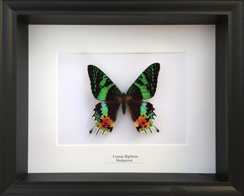 Véritable papillon urania - véritable,
