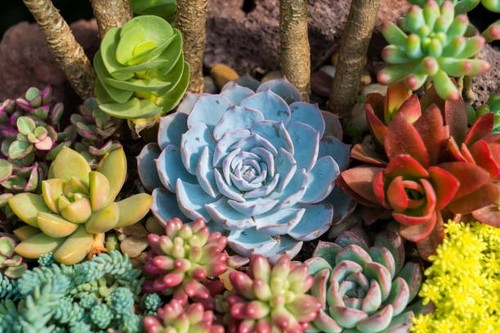 Lot 100 plantes - plantes, /