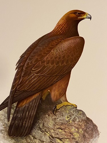 Planche ornithologique - , /