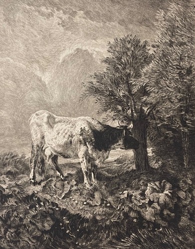 Constant troyon vache - constant, la