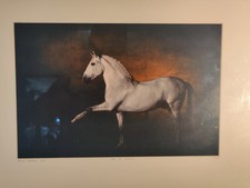 Photo De Cheval / Yann Arthus Bertrand