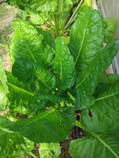 blette verte à couper  (poirée, bette) - reproductible - 1,5 g