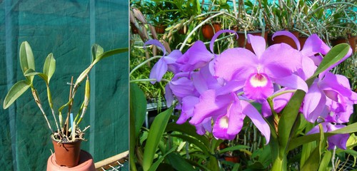 Cattleya skinneri orchidée - skinneri,,