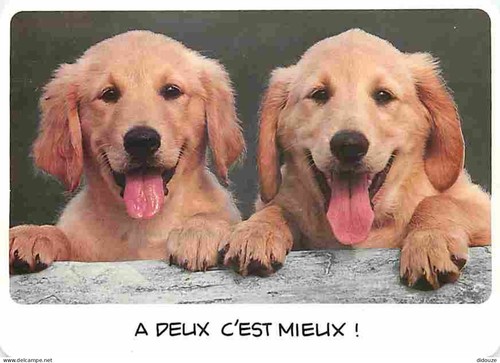 Carte postale animaux - postale,
