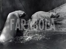 Photo de presse vintage Zoo