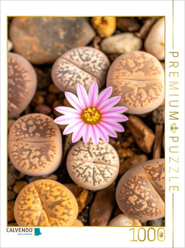 Calvendo puzzle lithops - lithops,