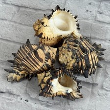 Lot De 4 Vraies Coquilles