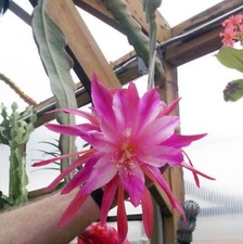 4 graines d' EPIPHYLLUM YOU'RE