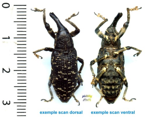 Curculionidae 2 lixus - curculionidae,