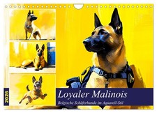 Loyal malinois. Berger belge style aquarelle (Calendrier mural 2026 DIN A4 horiz