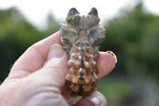 ammonite Douvilleiceras inaequinodum  albien de Mahajanga Madagascar 70 mm