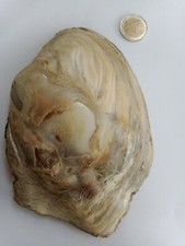 Coquillages de collection rare aquarium déco nacré huître 17,5/12,5/5 cm