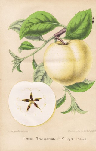 Pomme transparente légère - transparente,
