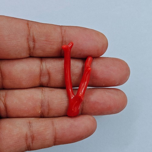 Branche corail rouge - corail,