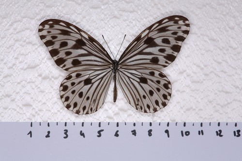 Ideopsis gaura eudora