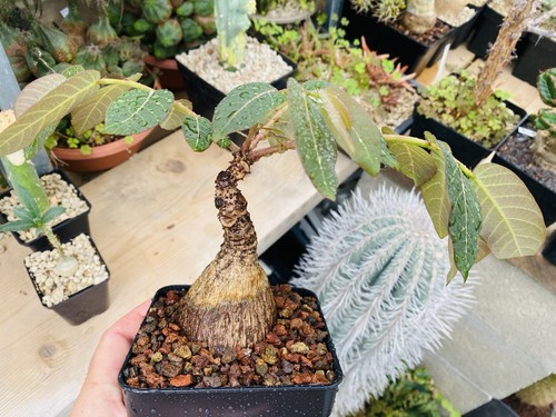 Phyllanthus mirabilis caudex - mirabilis,