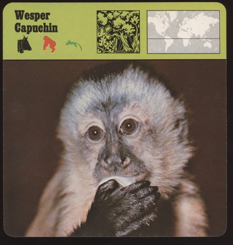 Wesper capuchin safari cards - wesper,