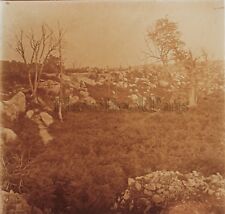 Forêt de Fontainebleau Photo Stereo R4 Verre Positive Vintage 1909