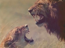 LA GRIFFE ET LA DENT 1976 PHOTO ORIGINAL   LION LEO