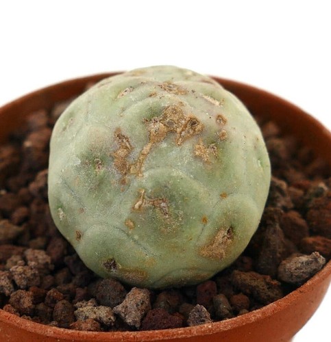 Tephrocactus geometricus pure - tephrocactus,