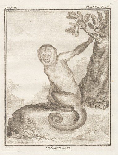 Singe capucin front - capucin, blanc