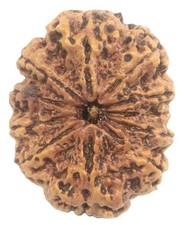 Super Collection 11 Mukhi