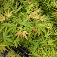 Acer palmatum