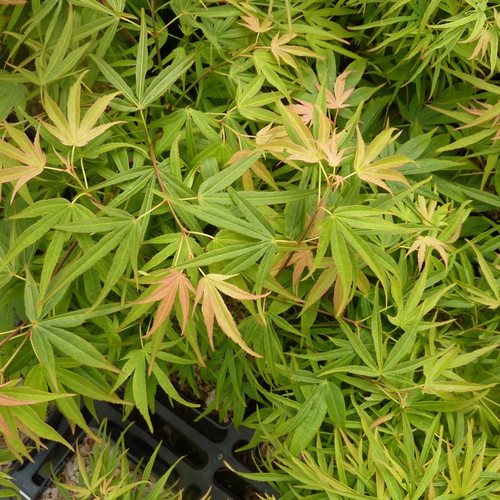 Acer palmatum