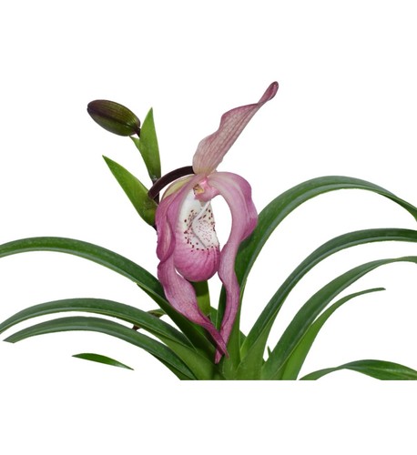 Phragmipedium ramon los - phragmipedium,