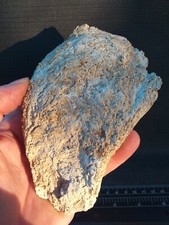 Ostrea Crassissima, Huitre