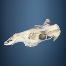 450SKU Crane de cerf, bois de