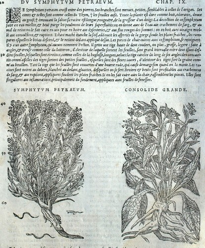 Consoude symphytum consolide - consoude,