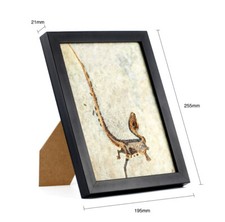 Réplique Dinosaure SINO