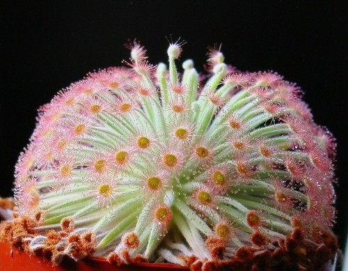 Drosera derbyensis 10 - drosera,