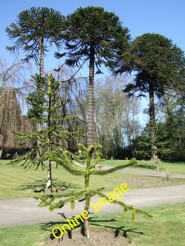Photo 6x4 monkey puzzle - photo,
