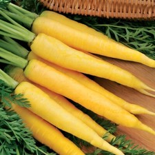 Lot De 200 Graines De Carotte