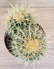 Echinocactus grusonii, pot 10