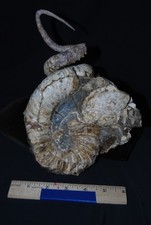 Rare Iridescent Didymoceras