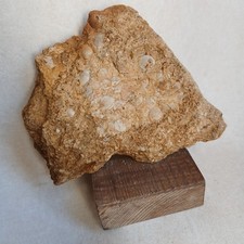 Bivalve, Pecten ? Fossiles France