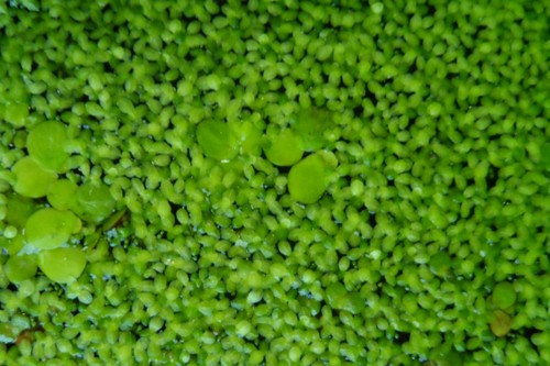 1500 lentilles eau plantes - +,