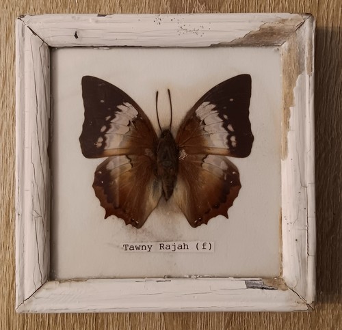 Ancien tableau papillon - ancien,
