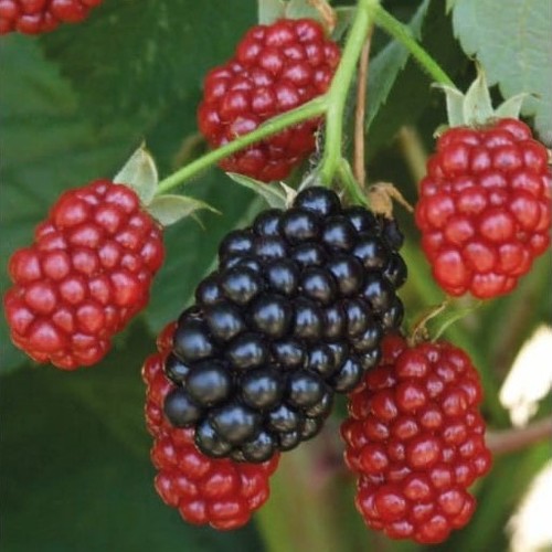 Mûre black satin fruits - satin,