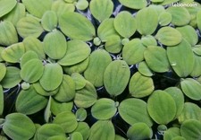 Lots De 2 Pistia Stratiotes Laitue D'eau Plante Flottante Bassin Aquarium
