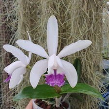 Cattleya intermedia coerulea