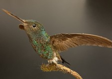 Colibri Taxidermie - Circa 1850- Hummingbird Taxidermy