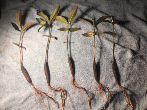 7 oriental mangroves - ***7,