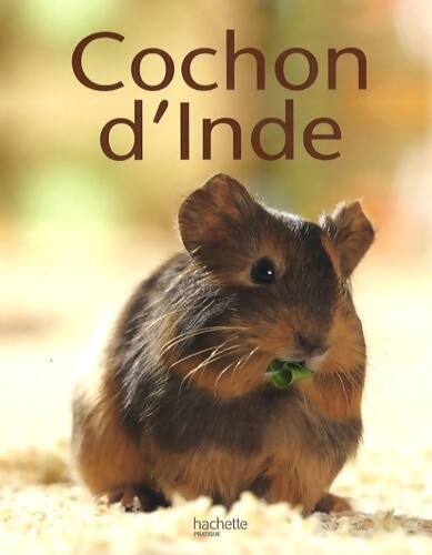Cochon inde immanuel - d'inde,